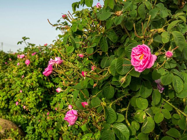 مزارع الورد الطائفي